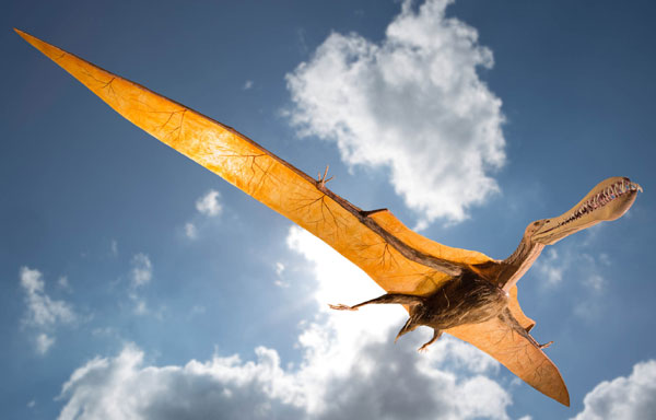 Rekonstruktion eines Flugsauriers mit 5 Metern Spannweite im Lippischen Landesmuseum ©Jürgen Vogel, LVR-LandesMuseum Bonn