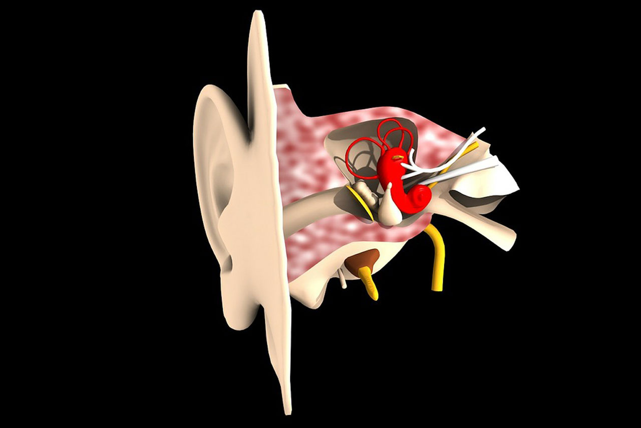 Das Ohr als Organ