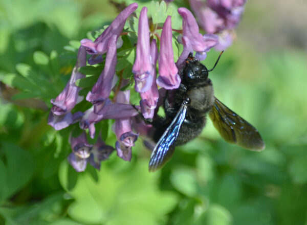 Die Violette Holzbiene aus Südeuropa ist nun auch in Lippe angekommen